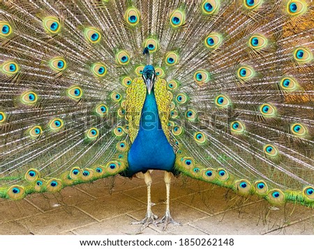 Beautiful Male Peacock with Tail Display