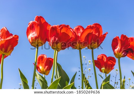 Bright red tulips on blue sky background. Colorful spring composition