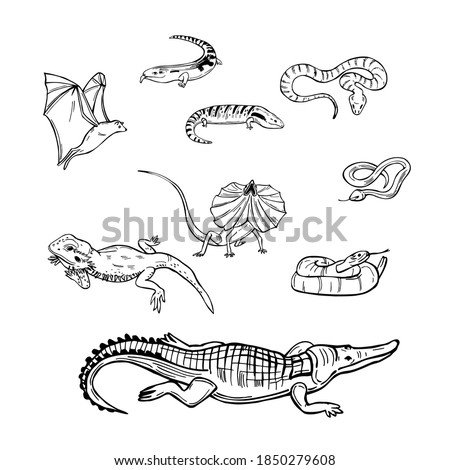 Hand drawn reptiles australia.  Snakes, lizards.  Vector sketch  illustration.
