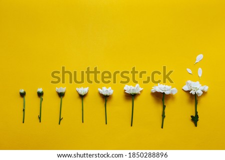 Chamomile flowering stages. White daisies on a illuminating yellow background. Backdrop with copy space. Top view. Minimalism creative concept. Royalty-Free Stock Photo #1850288896