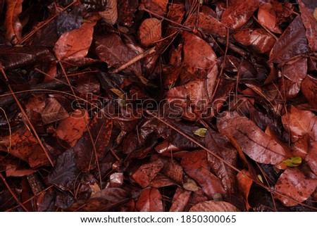 The dry leaves fell and got wet from the heavy rain. This image is suitable for the background.