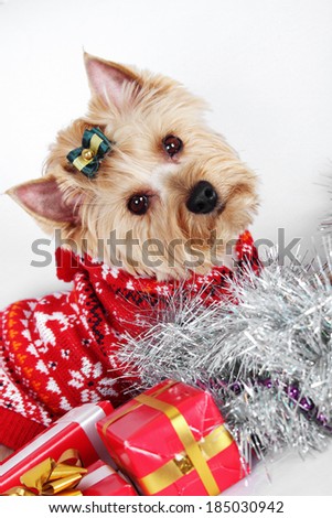 Close-up of Yorkshire Terrier. Meeting Christmas (New Year)