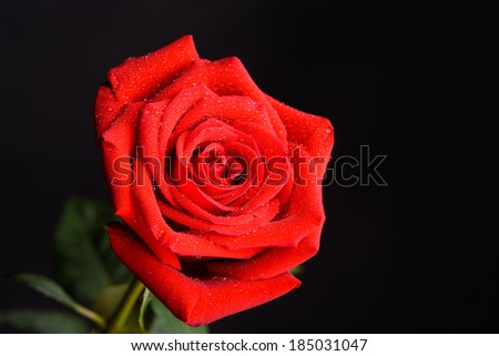 Wet ed rose on black background