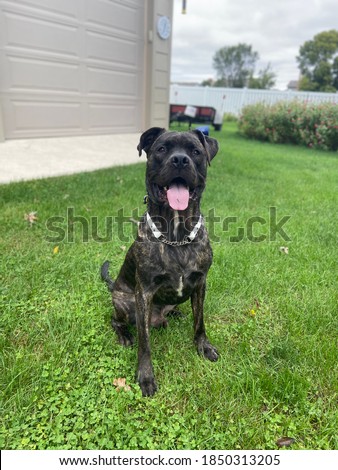 Handsome cane Corso dog posing for a photo shoot. Fall photos. Tongue out. Giant dog