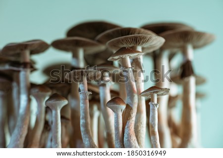 Psilocybin mushrooms, known as magic mushrooms or shrooms, polyphyletic, group of fungi that contain psilocybin and psilocin Royalty-Free Stock Photo #1850316949