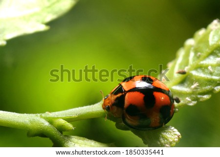 Beautiful red ladybug insect laying on the green leave in macro photography with natural garden background, suitable for text background, happy new months, quotes background, etc
