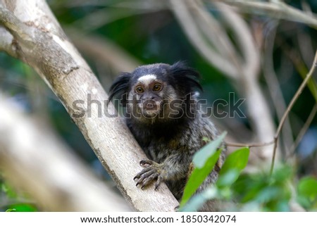 The face of the monkey in the forest. The Black-tufted marmoset also know as Mico-estrela is a typical monkey from central Brazil. Species Callithrix penicillata. Animal lover. Wildlife.