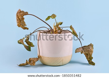 Neglected dying house plant with hanging dry leaves in white flower pot on blue background Royalty-Free Stock Photo #1850351482
