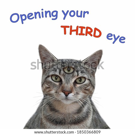 A gray cat has got third eye. Open your third eye. White background. Isolated.