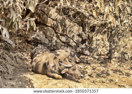 Water buffaloes rest in the dappled shade of trees in the middle of hot summer day, grey slate soil and the wretched stall for all the hard work. Rustication in Laos. Artistic photography, toning