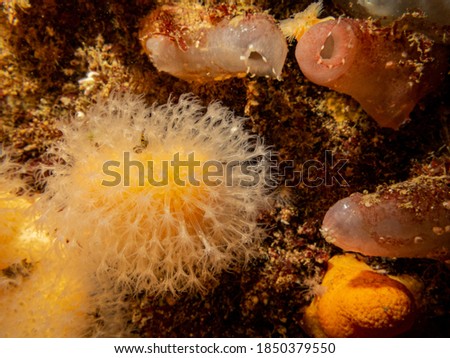 A closeup picture of a feeding soft coral dead man's fingers or Alcyonium digitatum. Picture from the Weather Islands, Skagerrak Sea, western Sweden