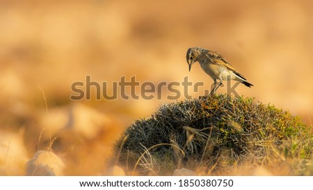 Eastern black-eared wheatear (Oenanthe melanoleuca), with beautiful yellow coloured background. Colorful song bird with yellow feather sitting on the bush. Wildlife scene from nature, Croatia