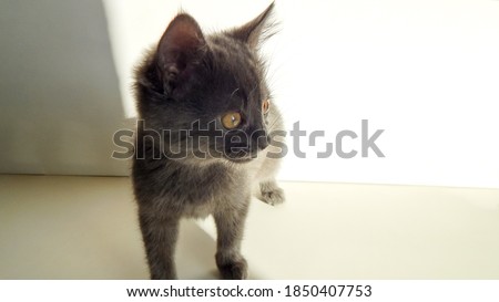 little gray kitten looking away