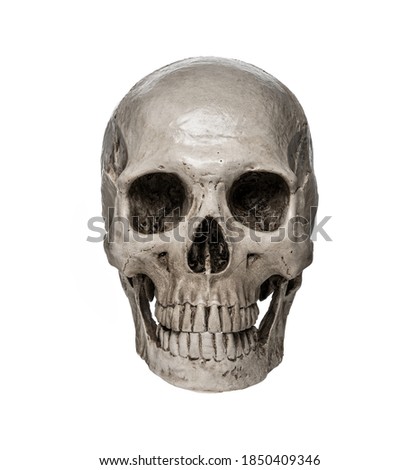 Close up of human skull isolated on white background