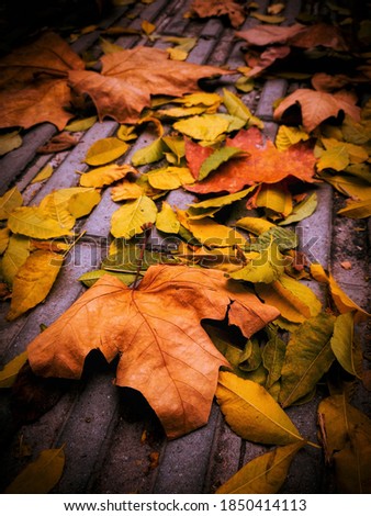 autumn leaves fallen on the ground