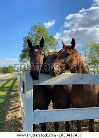 Three horses posing for picture.