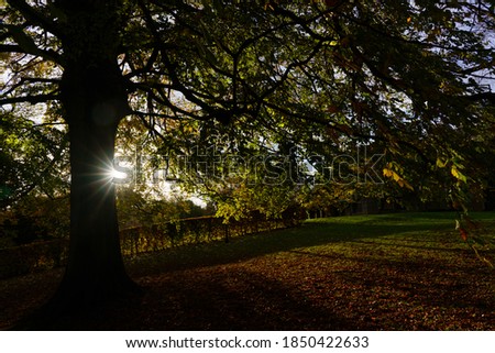 Sunburst peering from behind a Beech Tree on a late autumn afternoon in November, The Valley Gardens, Harrogate, North Yorkshire, UK. 