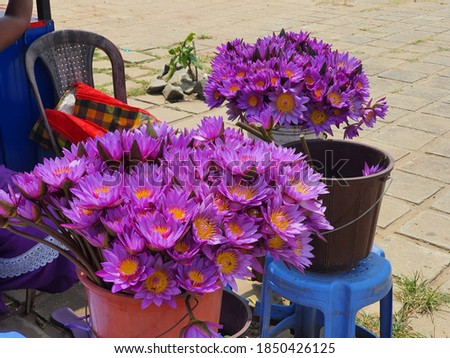 Large bright bouquets of purple lilies in buckets on sell for offering to Buddha