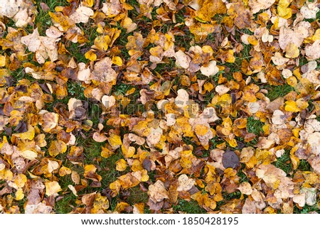 Tree leaves covering the ground. Alot of colorful leaves in the park on the grass. October in Estonia. Potential background or design element.
