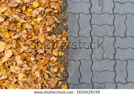 Tree leaves covering the ground. Alot of colorful leaves in the park on the grass. October in Estonia. Potential background or design element.