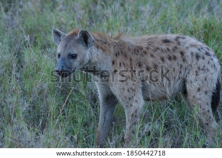 Spotted hyena (Crocuta crocuta) in Serengeti national park, Tanzania 