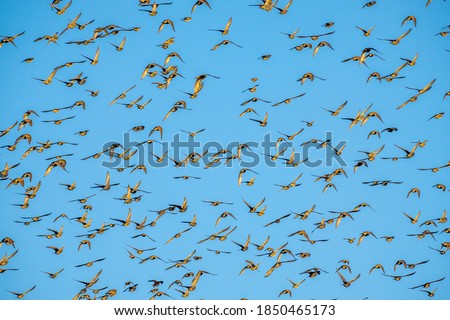 Huge flocks of Starlings, wildlife Flock of birds on blue sky, south of France. 