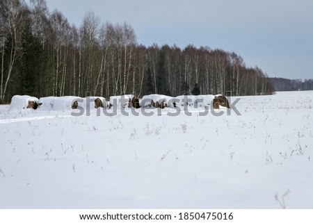 A long line of haystacks under the snow On a frosty winter day in an open field against the background of trees and blue sky.
