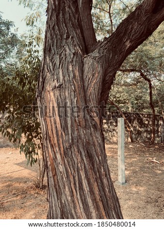 A cropped tree view from a park