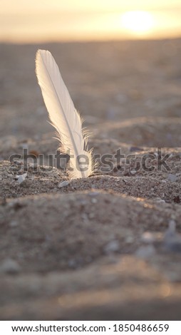 A feather in the sand on the beach