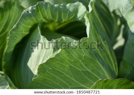 Growing Organic Green Cabbage on field in nature in the morning sunrise