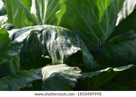 Organic Green Cabbages grow on field in nature