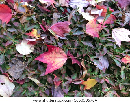 Colorful fallen leaves on the bushes for decoration and natural background ideas