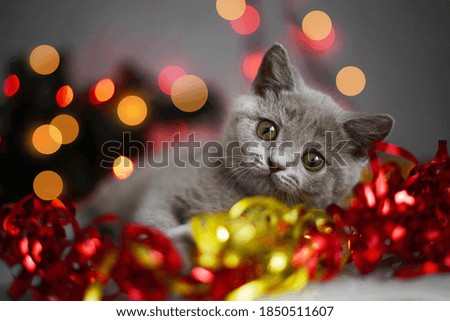 Christmas cat. Little curious funny grey kitten plays with Christmas lights and toys on festive background. Cute pets cats, valentines and Christmas card. Selective focus.