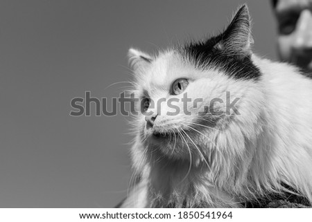 Beautiful adult young black and white longhair cat with big bright eyes and a man