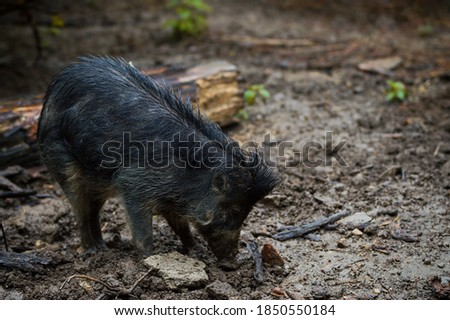 wild pig engraves in the mud