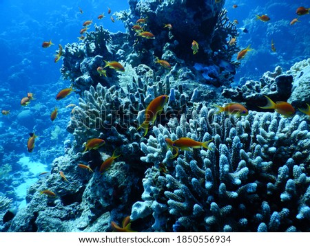 School of anthias fish above hard blue coral in Red Sea