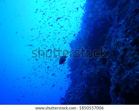 Swarming school of fish at Shark and Yolanda Reef in Red Sea
