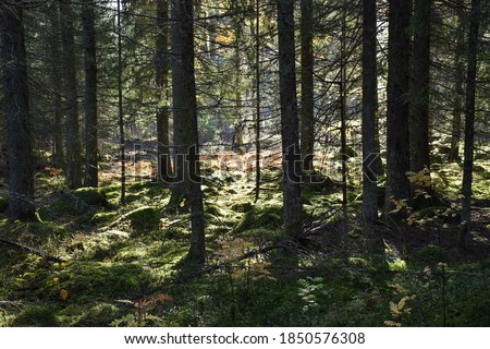 Beautiful sunlit spruce tree forest with a mossy ground
