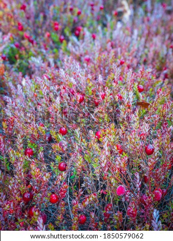 Cranberry Bog Close Up with Red Berries and Colorful Leaves