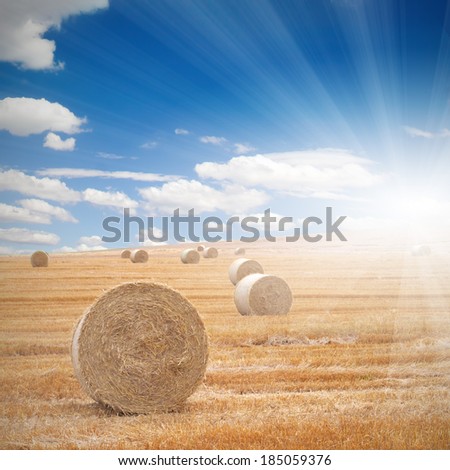 Photo of harvested field with straw bales