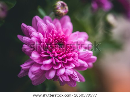 Close up of a pink chrysanthemum flower in a garden.