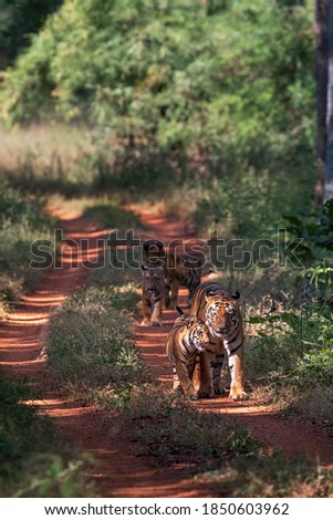Panthera Tigris with cubs in its natural habitat, India
