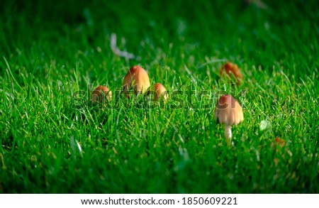 Beautiful closeup of forest mushrooms. Gathering mushrooms. Mushrooms photo, forest photo, mushroom in green grass background