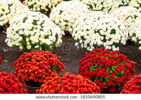 Red and white flowers bought for the Holy Spirit