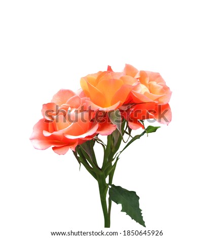 Beautiful orange rose flowers isolated on white background. Natural floral background. Floral design element
