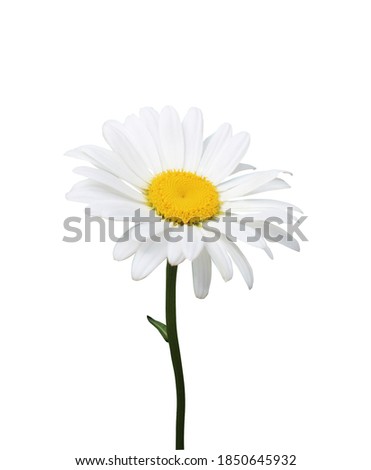 Beautiful chamomile flower isolated on white background. Natural floral background. Floral design element