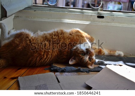 Beautiful big white and ginger cat. He is sleeping in front of the window. There is some sunlight, because it is spring. The cat is seemingly. He seems comfortably seated, and confident.