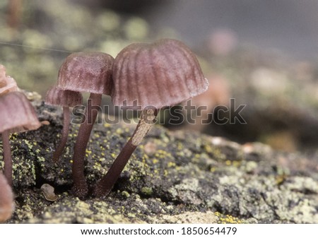 Mycena meliigena tiny purple colored mushroom growing on decaying wood on blurred orange green background flash lighting