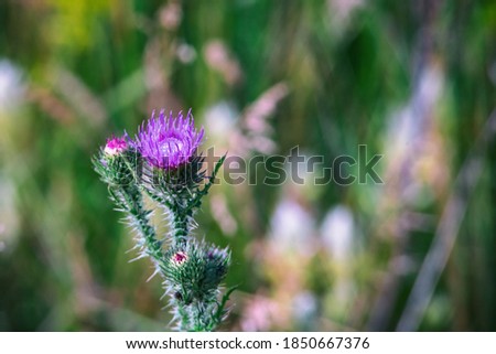 plant with spines and purple flower in the field, blurred image