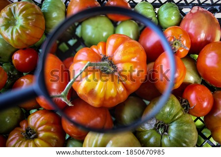 A large red tomato magnified with a magnifying glass in a crate full of tomatoes. A large ripe tomato among other tomatoes. Zavidovici, Bosnia and Herzegovina.